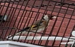 Finches birds for sale: Goldfinch cock bird  - Image 1