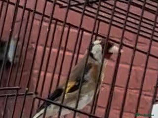 Finches birds - Advert 9