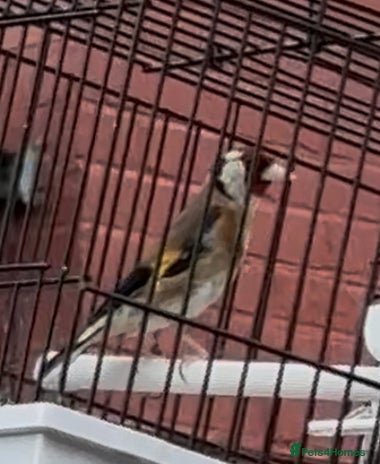 Finches birds - Advert 1