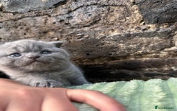 Scottish Fold cats for sale: Scottish Fold kittens for sale 3 Girls 2 Boys  - Advert 1