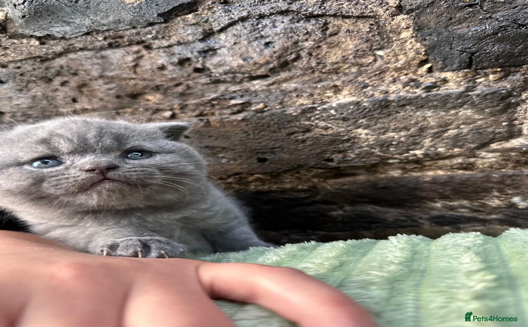 Scottish Fold cats Scottish Fold kittens for sale 3 Girls 2 Boys  - Advert 2