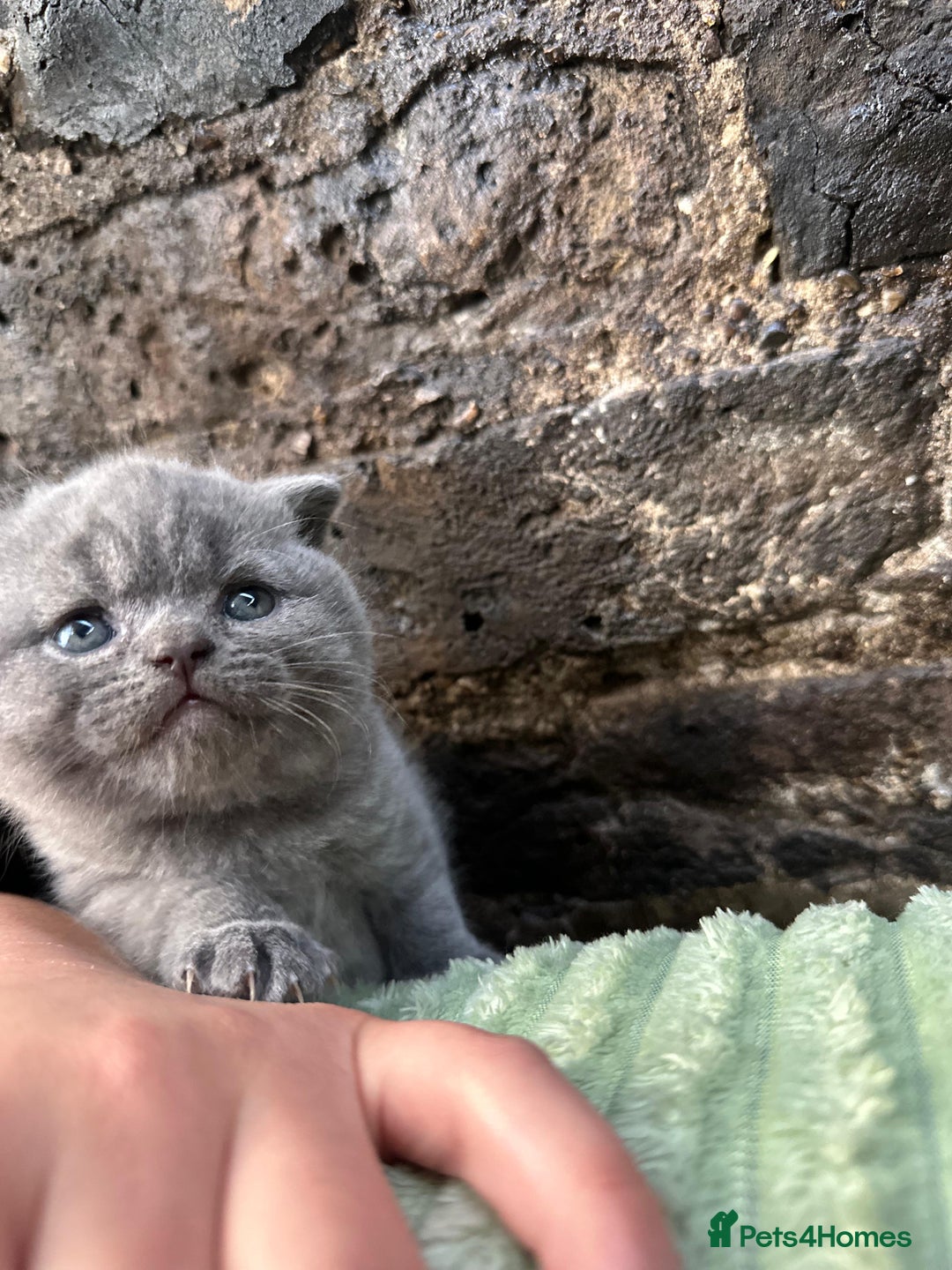 Scottish Fold cats for sale: Scottish Fold kittens for sale 3 Girls 2 Boys  - Advert 1