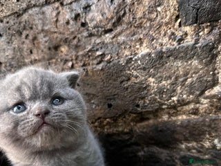 Scottish Fold cats Scottish Fold kittens for sale 3 Girls 2 Boys - Advert 1
