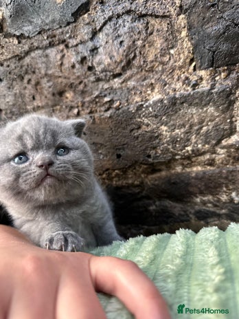 Scottish Fold cats Scottish Fold kittens for sale 3 Girls 2 Boys - Advert 1