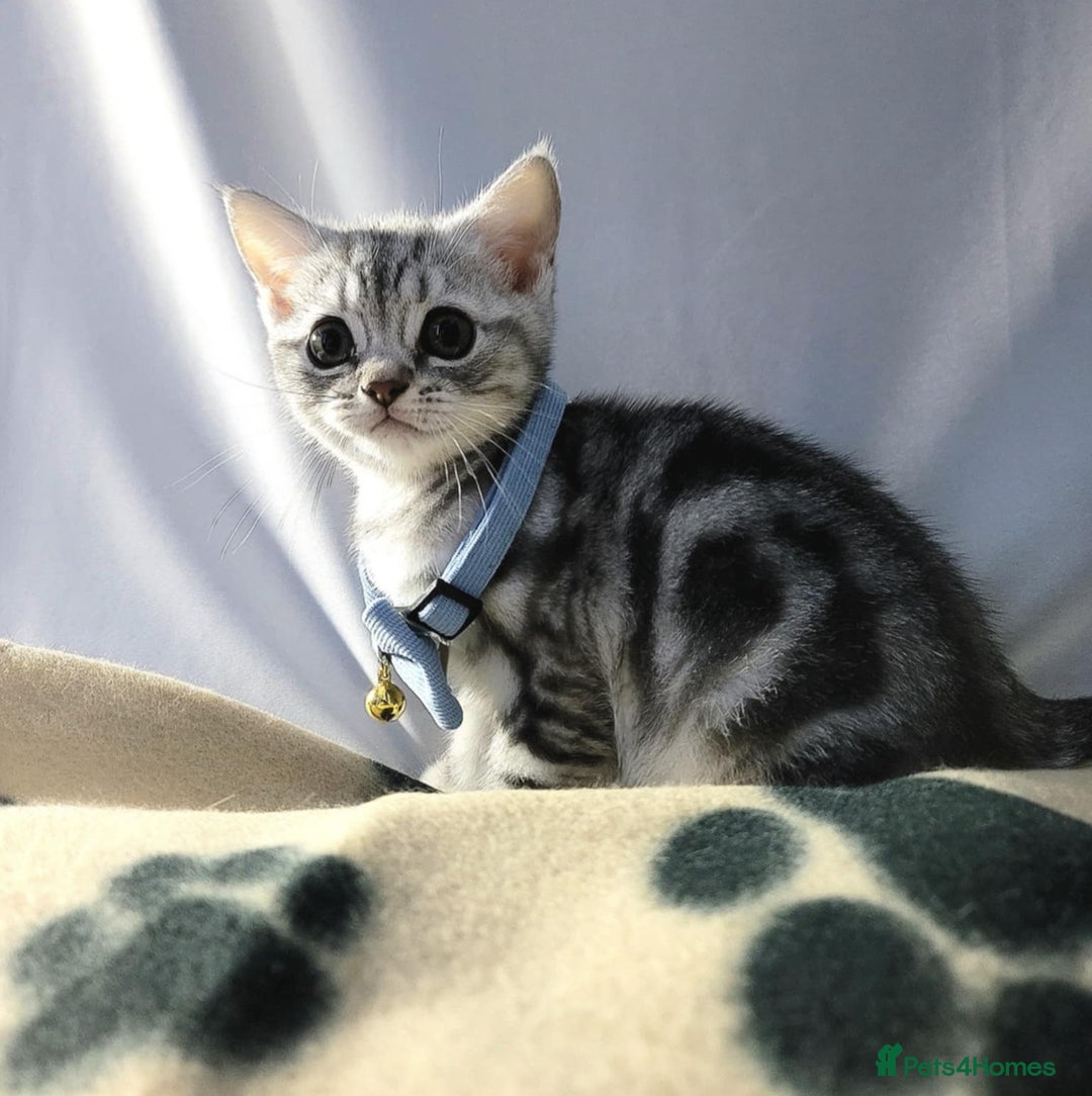 British Shorthair cats for sale: 1 Adorable boy left - Advert 3