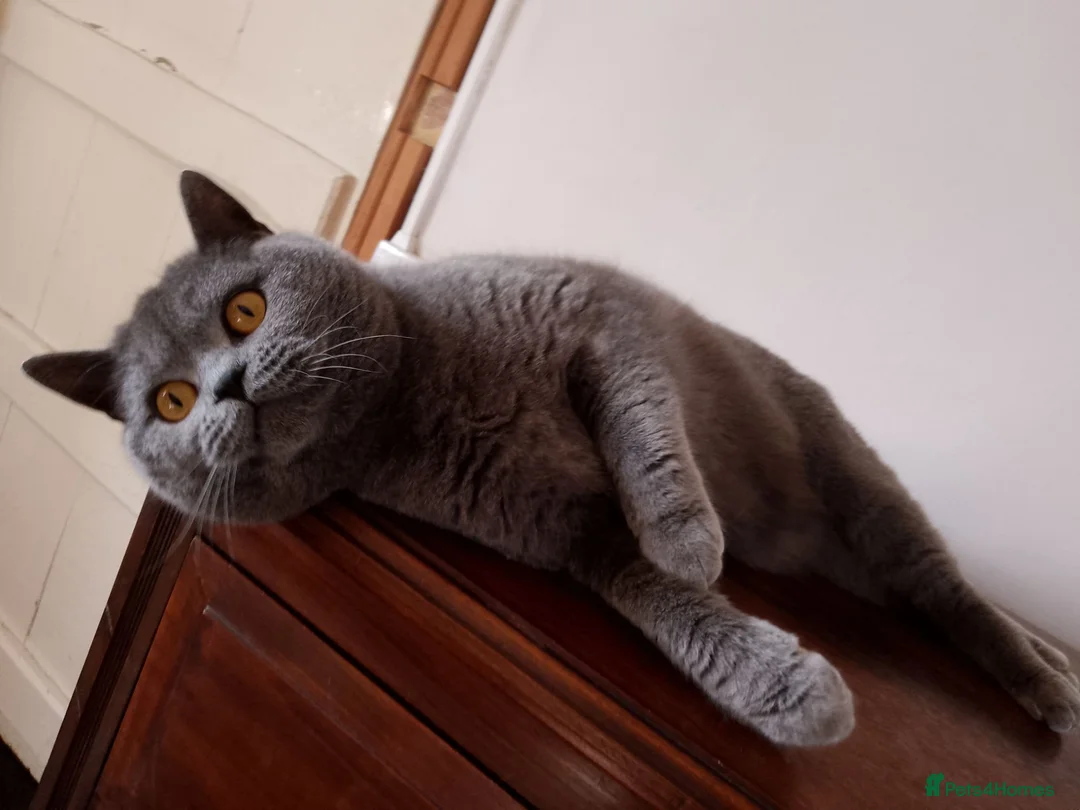 British Shorthair cats for sale: British Blue male for sale - Advert 3