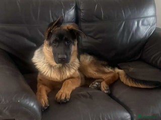German Shepherd dogs - Advert 3
