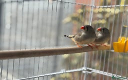 Finches birds for sale: Female zebra finches for sale  - Image 2