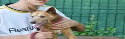 Mixed Breed dogs for adoption: Zorro in Woking - Advert 7