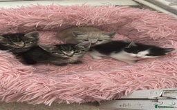 Ragamese cats for sale: Beautiful ragamese/bengal - Image 18