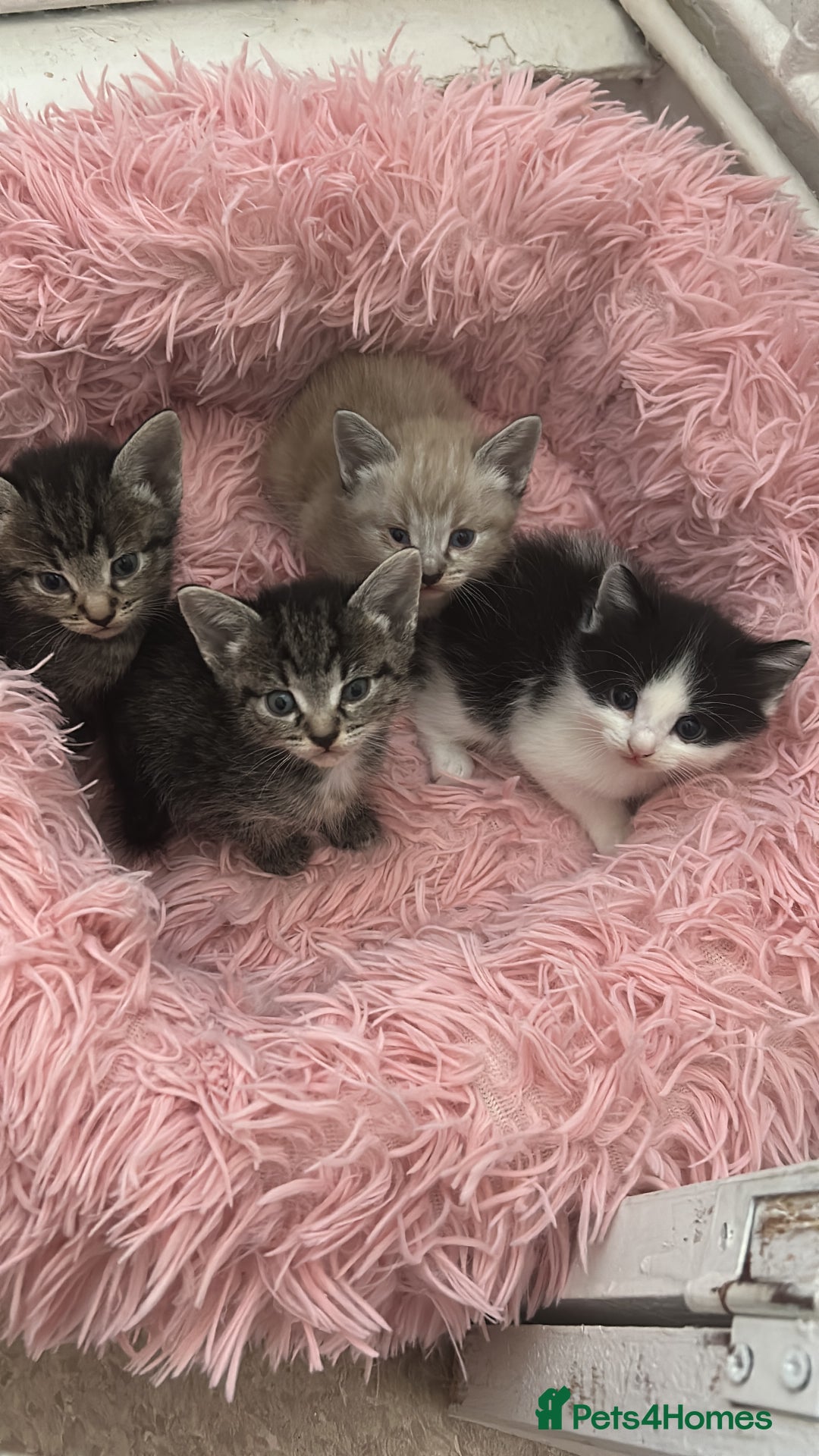 Ragamese cats for sale: Beautiful ragamese/bengal - Image 18