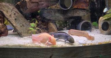 Axolotl reptiles - Advert 1