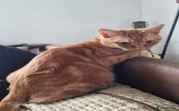 British Shorthair cats for sale: Beans Needs Rehoming  - Image 2