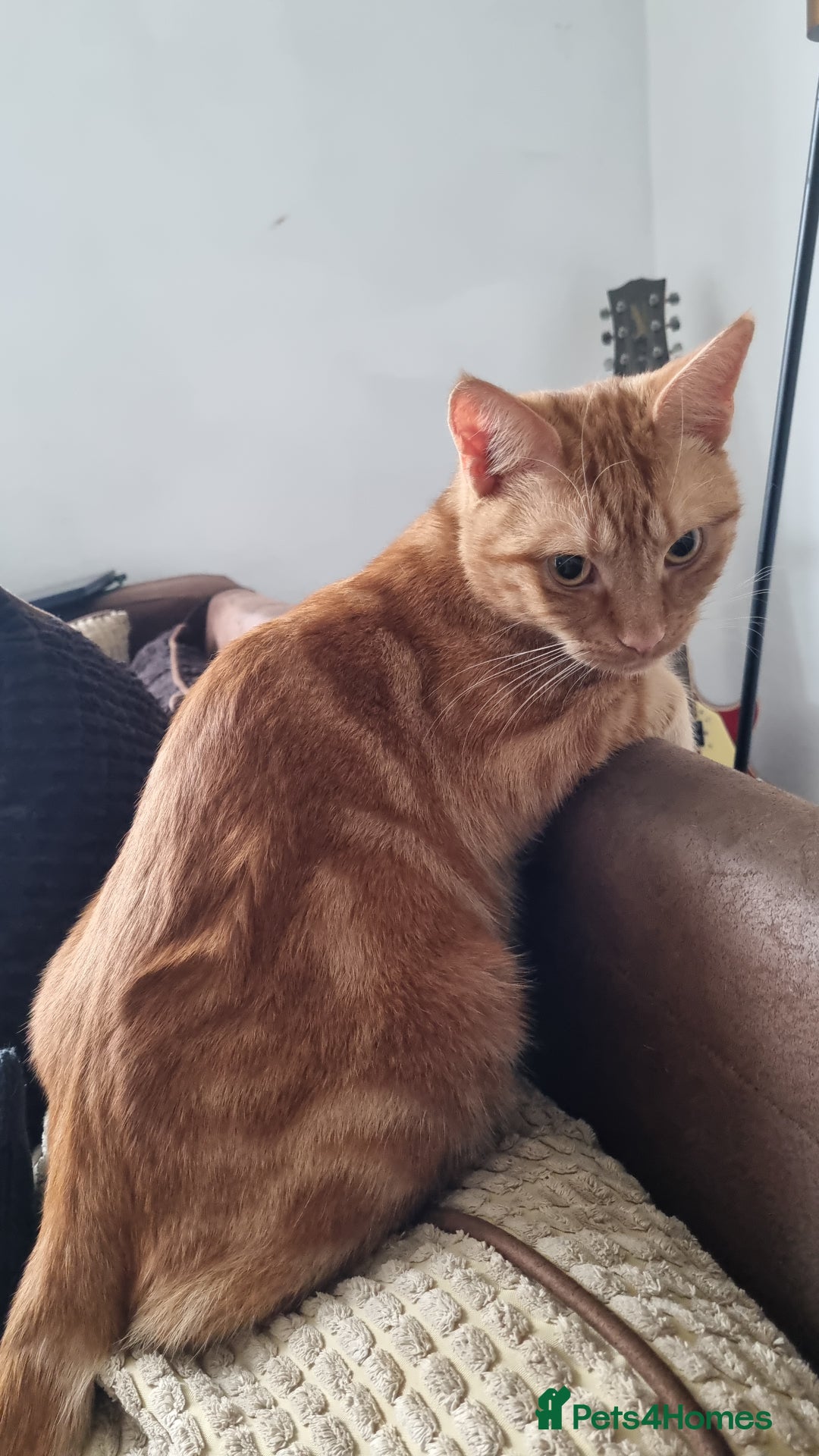 British Shorthair cats for sale: Beans Needs Rehoming  - Image 2