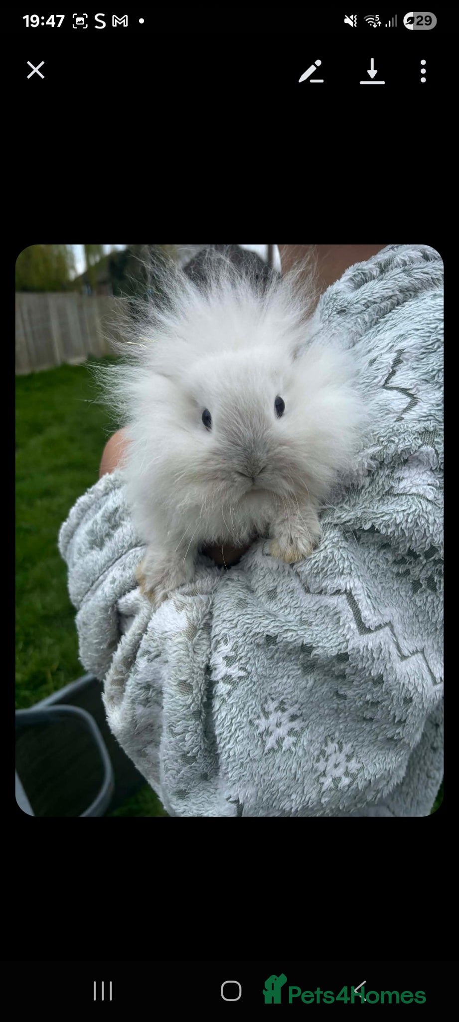 Mini Lion Lop rabbits Baby rabbits  - Advert 2