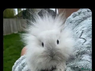 Mini Lion Lop rabbits Baby rabbits - Advert 3