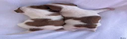 Jack Russell dogs for sale: Jack Russell puppy’s - Advert 9