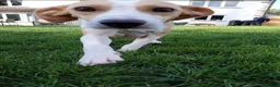 Beagle dogs for sale: Beagle Puppies - Advert 18