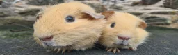 Guinea Pig rodents for sale: Pair of half brothers - Advert 2