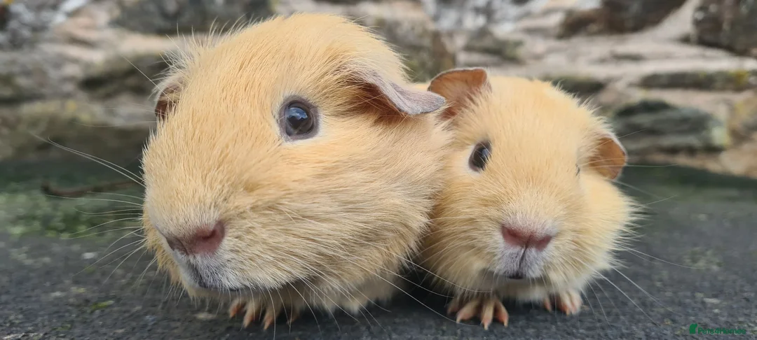 Guinea Pig rodents for sale: Pair of half brothers - Advert 2