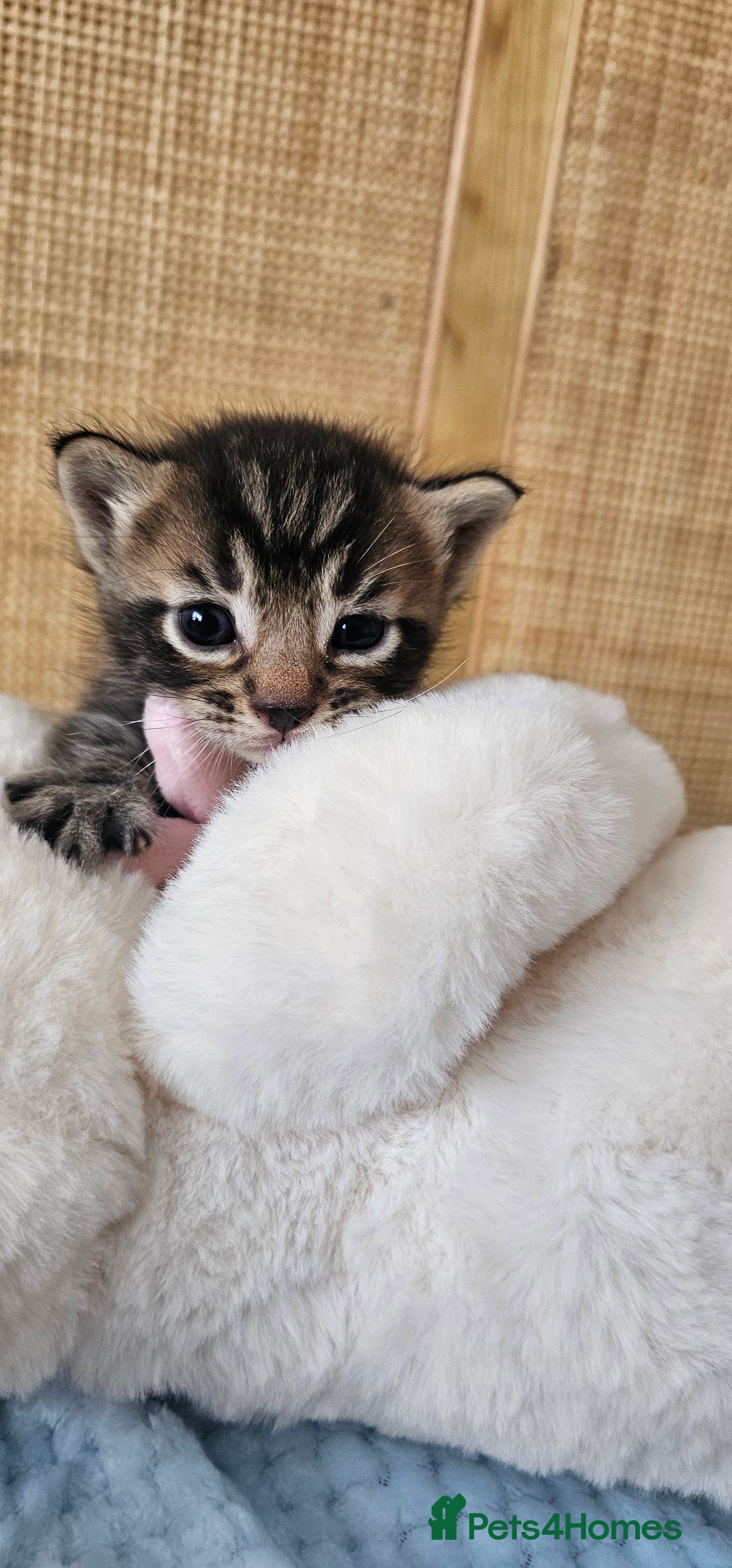 Mixed Breed cats for sale: Beautiful Bengal Mix Kittens - Advert 23
