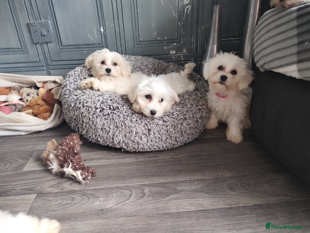 Maltese dogs for sale: Adorable Maltese Puppies for Sale.! - Image 7