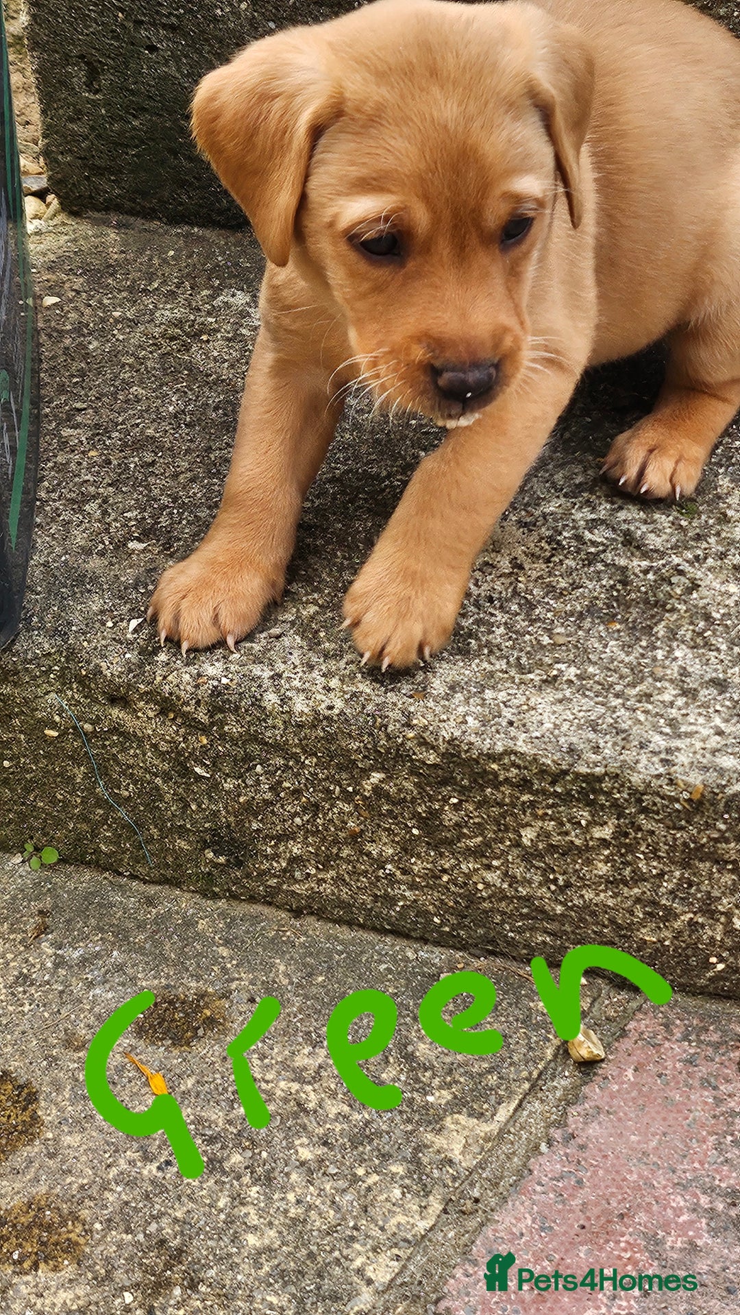 Labrador Retriever dogs for sale: Stunning fox red labrador puppies for sale - Image 17