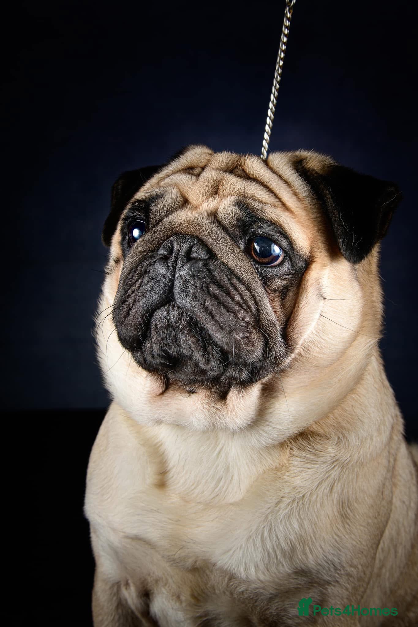 Pug dogs Quality show pug for stud in Nottingham - Advert 2