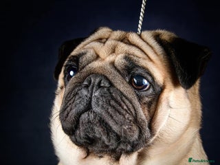 Pug dogs Quality show pug for stud in Nottingham - Advert 2