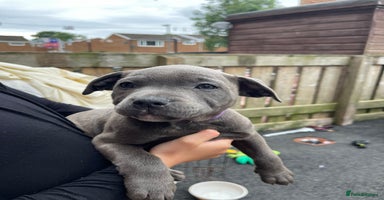 Staffordshire Bull Terrier dogs - Advert 11