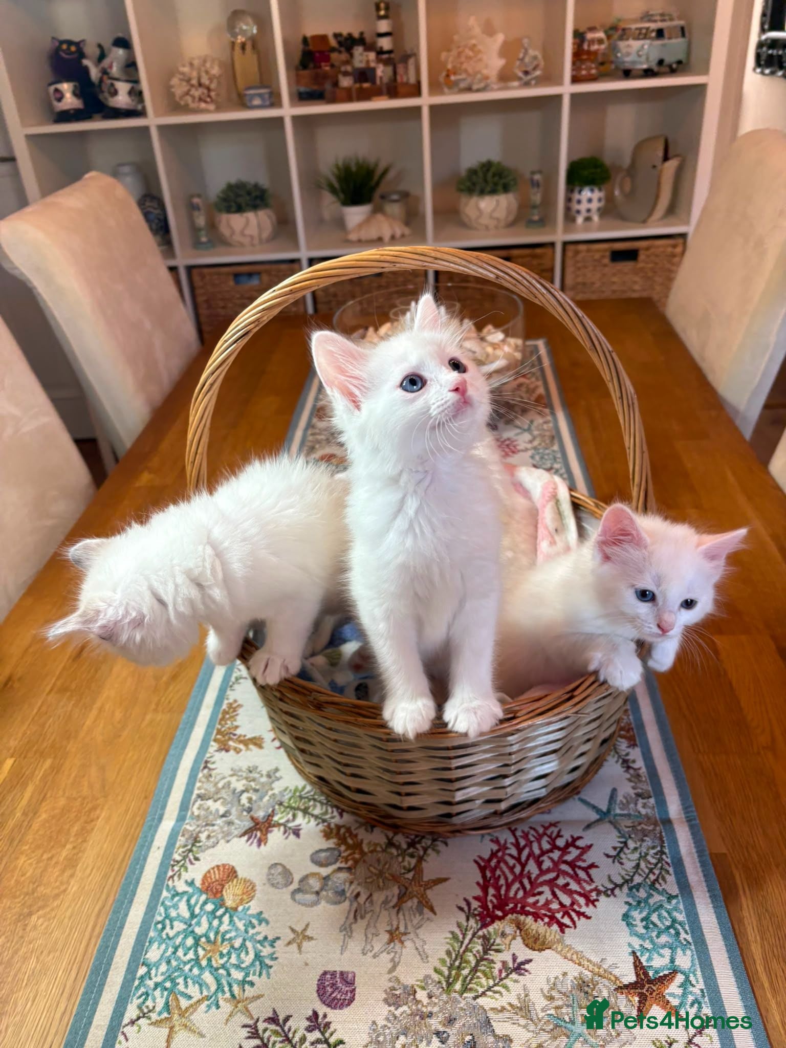 Ragdoll cats Ragdoll X kittens - Advert 2