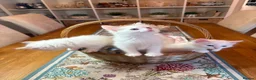 Ragdoll cats for sale: Ragdoll X kittens in Lincoln - Advert 2