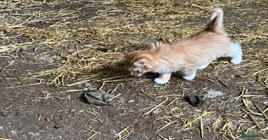 Mixed Breed cats - Advert 15