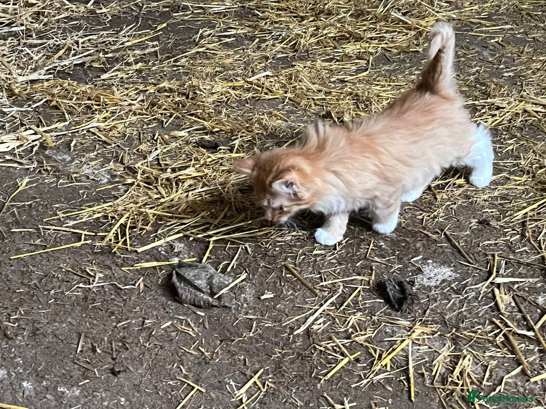 Mixed Breed cats for sale: Beautiful farm kittens  - Image 3