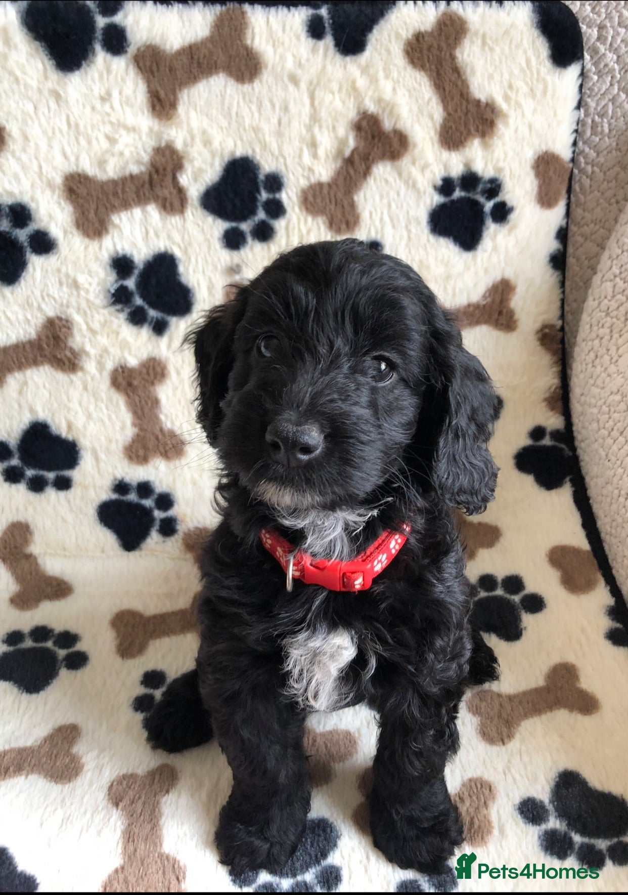 Cockapoo dogs Exclusive cockapoo puppies . - Advert 1