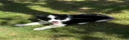 Border Collie dogs for sale: Litter of three striking Border Collie puppies  in Witney - Advert 3