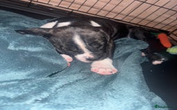 Cane Corso dogs for sale: Cane corso puppies - Image 8