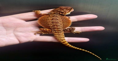 Bearded Dragon reptiles - Advert 4