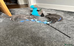 British Shorthair cats for sale: Two Blue British Short Hair Kittens  - Image 7