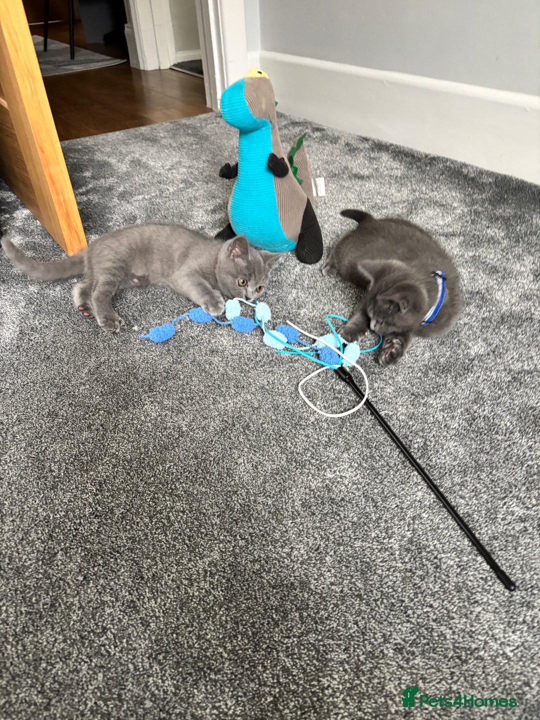 British Shorthair cats for sale: Two Blue British Short Hair Kittens  - Image 7