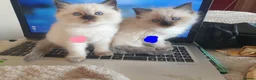 Ragdoll cats for sale: 4 x Fluffy Ragdoll Chocolate Sealpoint kittens - Advert 19