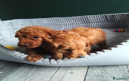 Cockapoo dogs for sale: F1B Cockapoos puppies - Image 8