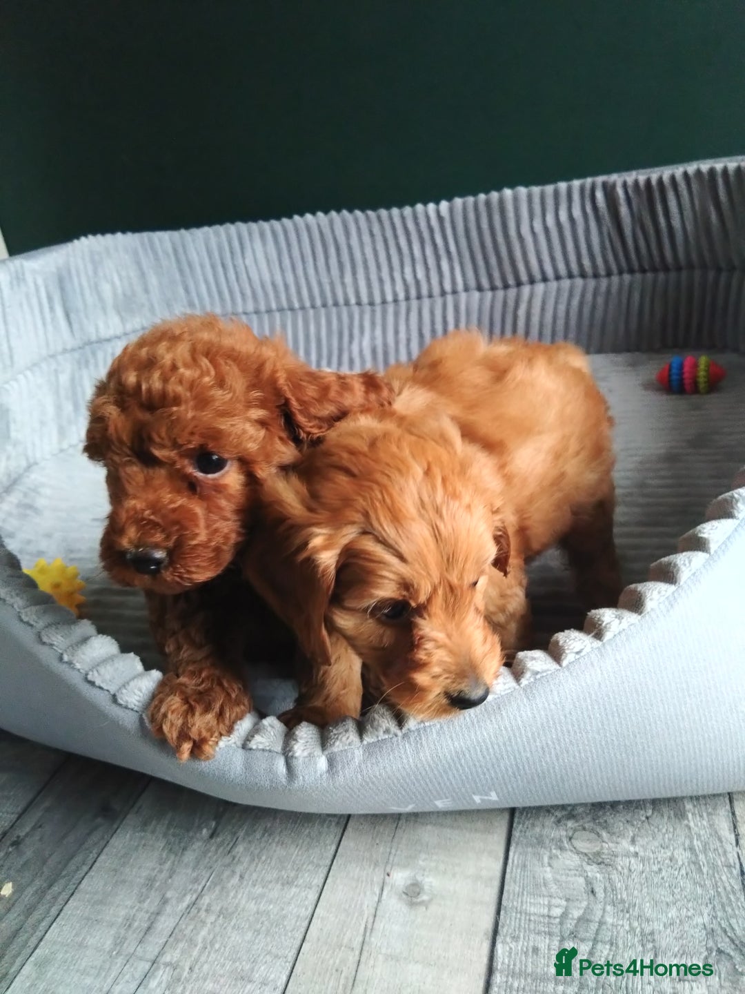 Cockapoo dogs for sale: F1B Cockapoos puppies - Image 8
