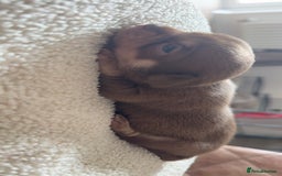 Chihuahua dogs for sale: Beautiful chihuahua pups - Image 11