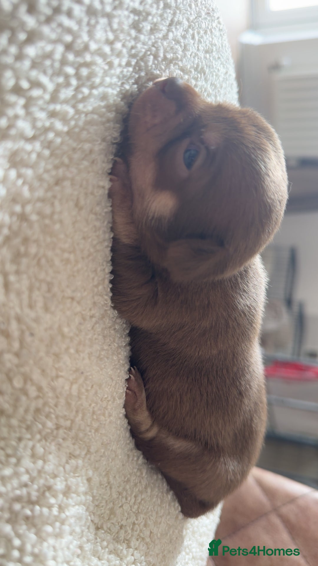 Chihuahua dogs for sale: Beautiful chihuahua pups - Image 11