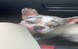 French Bulldog dogs for sale: Frenchie for sale - Image 4