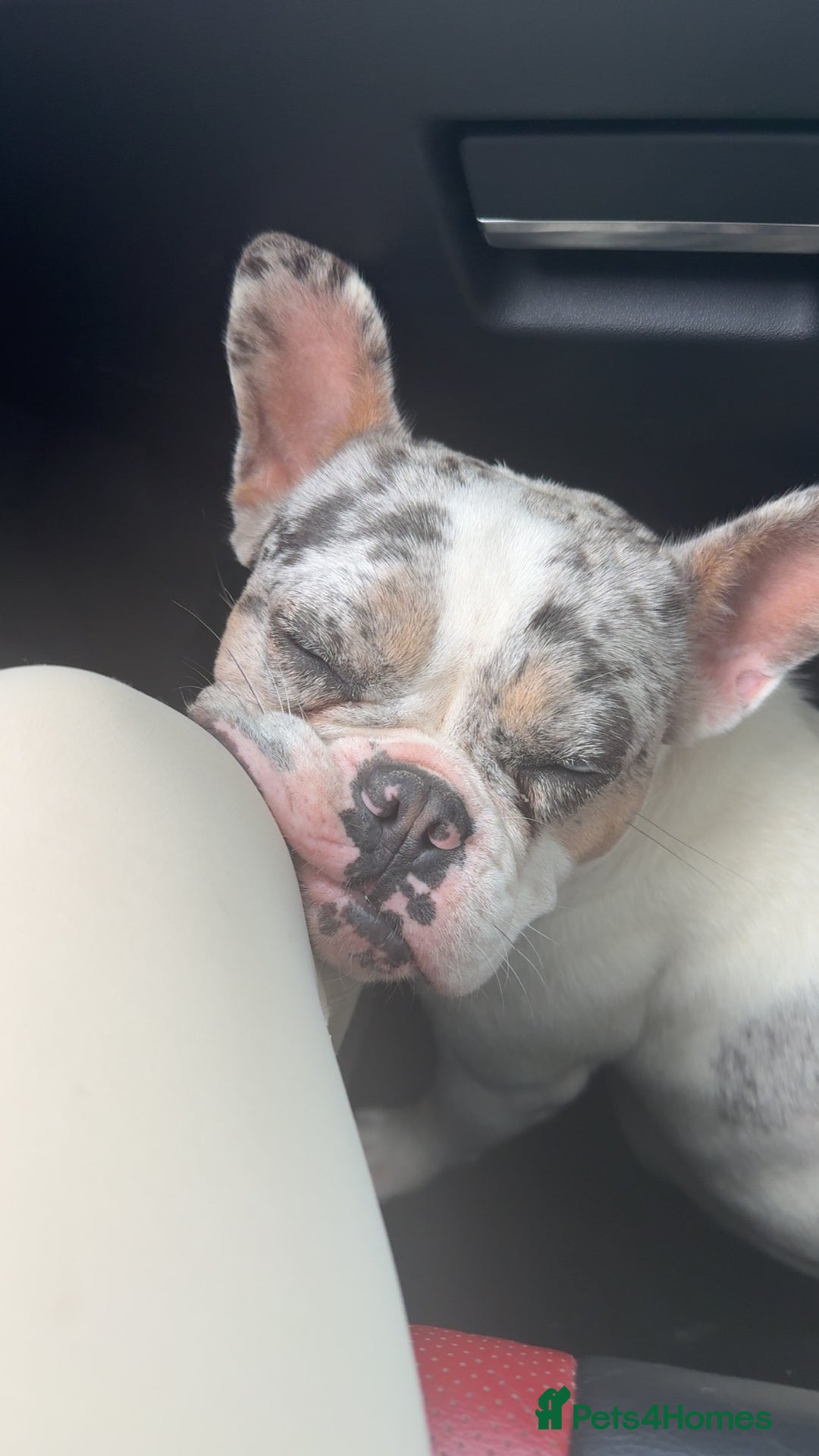 French Bulldog dogs for sale: Frenchie for sale - Image 4