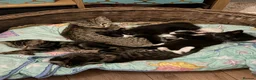 Domestic Shorthair cats for sale: Two little black and white girls - Advert 14
