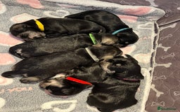 Miniature Schnauzer dogs for sale: Beautiful KC miniature Schnauzers  - Advert 22