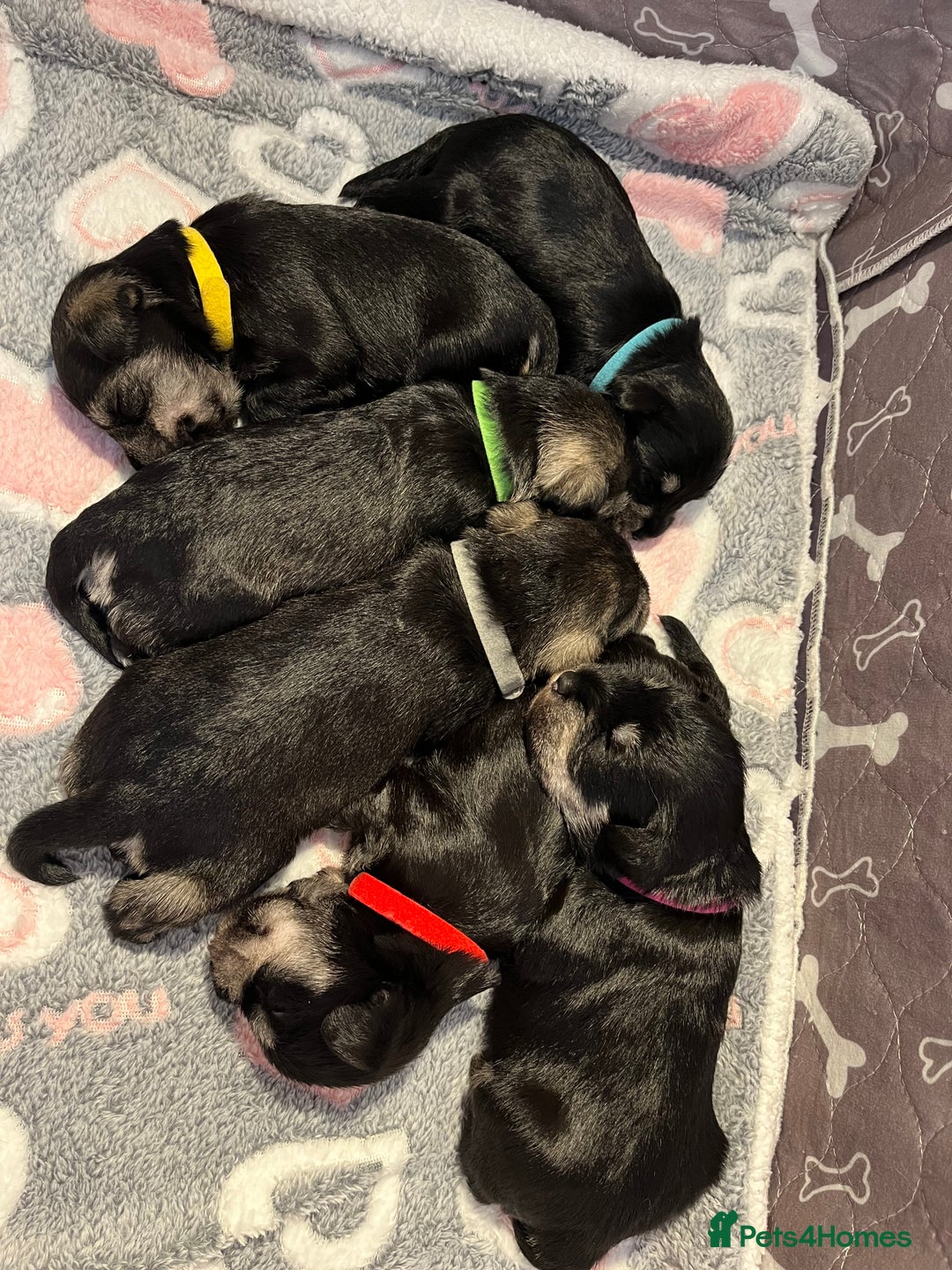 Miniature Schnauzer dogs for sale: Beautiful KC miniature Schnauzers  - Advert 22
